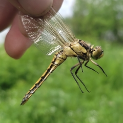 Orthetrum cancellatum