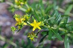 Hypericum densiflorum