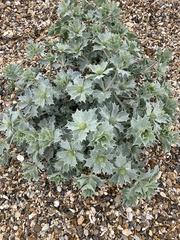 Eryngium maritimum