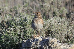 Chersophilus duponti