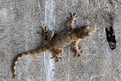 Tarentola mauritanica