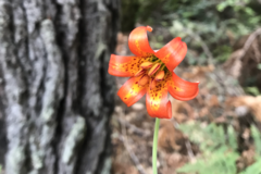 Lilium maritimum