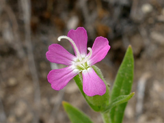 Silene conoidea