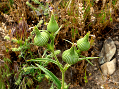 Silene conoidea
