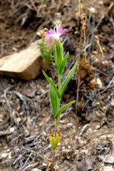 Silene conoidea