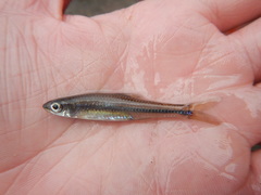 Notropis volucellus
