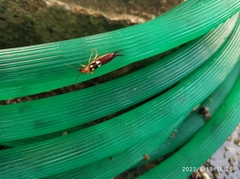 Forficula smyrnensis