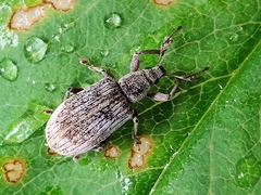 Polydrusus tereticollis