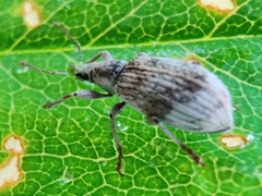 Polydrusus tereticollis