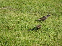 Sturnus vulgaris