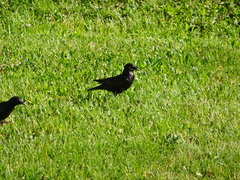 Sturnus vulgaris