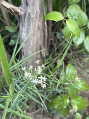 Galium linearifolium