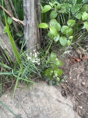 Galium linearifolium