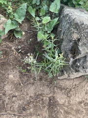 Galium linearifolium