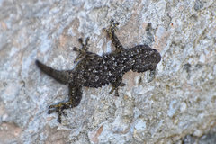 Tarentola mauritanica