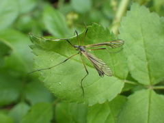 Prionolabis rufibasis