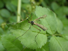 Prionolabis rufibasis