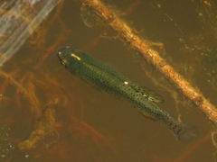 Fundulus chrysotus