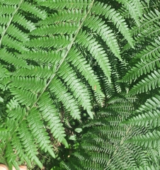 Pteridium aquilinum