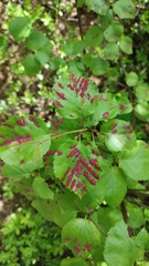 Acalitus longisetosus