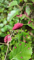 Acalitus longisetosus