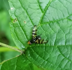 Otites rivularis