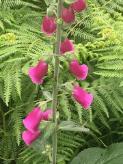 Digitalis purpurea