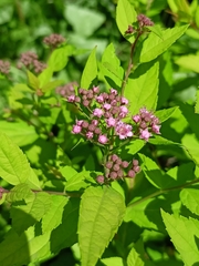 Spiraea