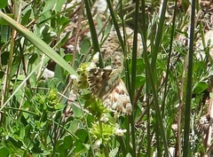 Muschampia lavatherae