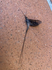 Ephemera vulgata