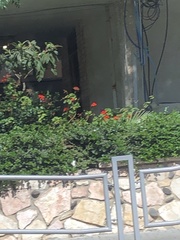 Hibiscus rosa-sinensis