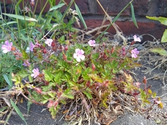 Geranium robertianum