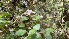 Viburnum parvifolium