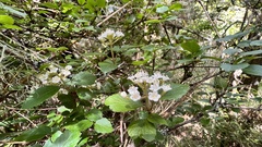 Viburnum parvifolium