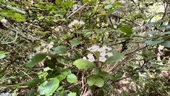 Viburnum parvifolium