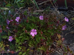Geranium robertianum