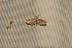 Eupithecia haworthiata