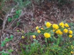 Acacia alata