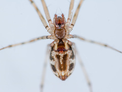 Megalepthyphantes kronebergi