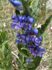Penstemon glaber brandegeei
