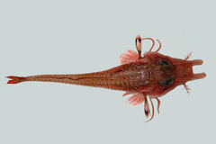 Armoured Gurnard photo 2