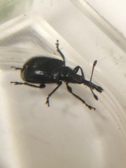 Haplorhynchites aeneus