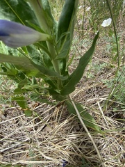 Penstemon glaber brandegeei