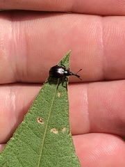 Haplorhynchites aeneus