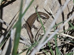Heremites septemtaeniatus
