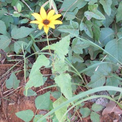 Helianthus debilis