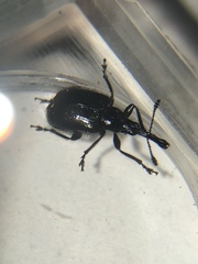 Haplorhynchites aeneus