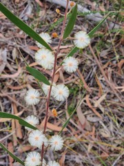 Acacia baeuerlenii