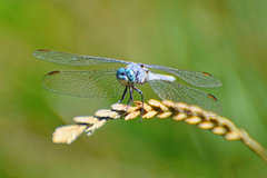 Orthetrum coerulescens