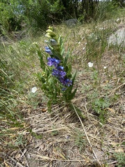 Penstemon glaber brandegeei